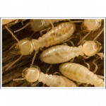 บริการกำจัดแมลง เชียงใหม่ - บริษัท เวิลด์ เพสท์ เซอร์วิส จำกัด