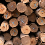 เสาเข็มไม้ยูคา ราคาถูก - บริษัท เอกวัฒนาค้าไม้ จำกัด