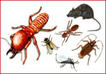 บริการกำจัดแมลงทุกชนิด - บริษัท ไทยสเปเชียล กรุ๊ป จำกัด