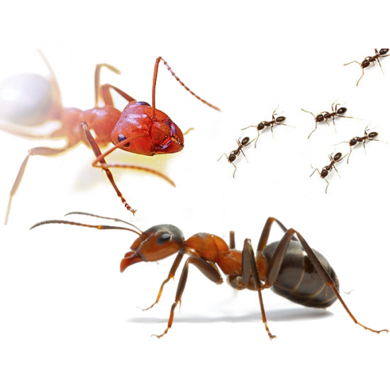 กำจัดมด ปลวก มด แมลงสาบ 