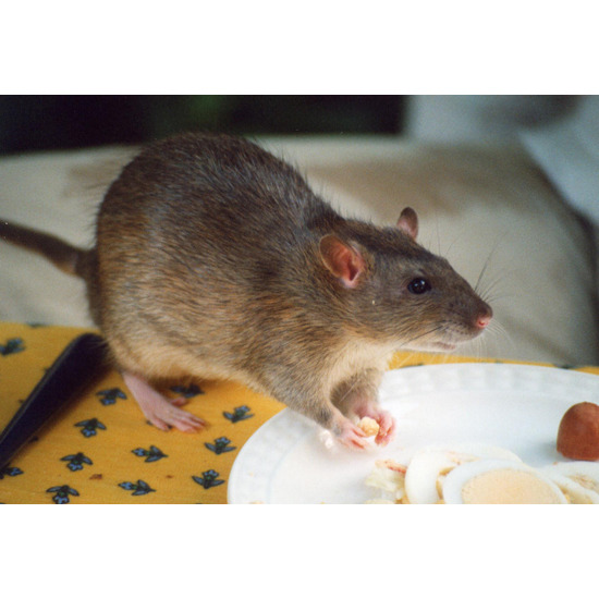 บริการกำจัดหนู บริการกำจัดหนู  กำจัดหนู  หนู  ไล่หนู  ฆ่าหนู  ฉีดหนู  อุปกรณ์กำจัดหนู 