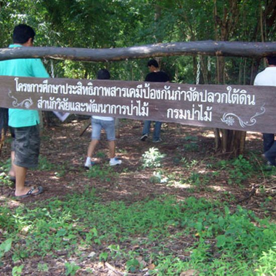 บริการกำจัดปลวก บริการกำจัดปลวก 