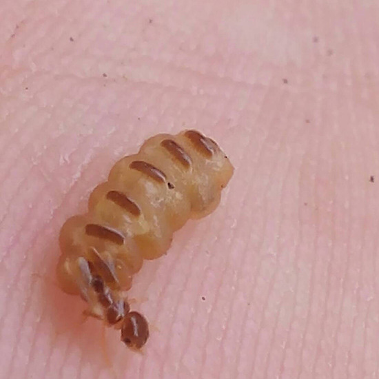 บริษัทกำจัดมดและแมลงชลบุรี กำจัดปลวก มด หนู แมลง 