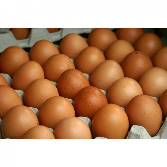 ขายส่งไข่ไก่ พิจิตร ไข่ไก่ พิจิตร 